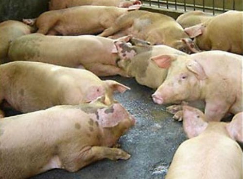 В Беларуси бушует африканская чума, ввоз свинины в Украину – запрещен