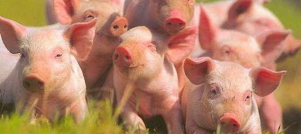 Украина сняла запрет на ввоз свинины шести бразильским компаниям