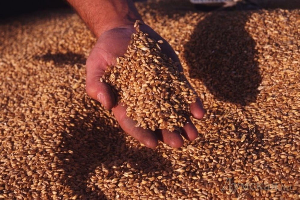ГПЗКУ закупила по споту более 0,5 млн. тонн зерна нового урожая