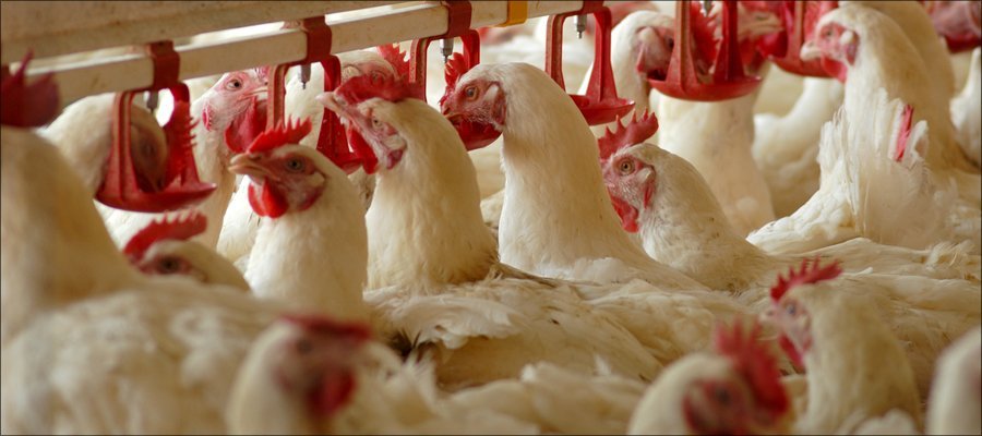 В Украине ужесточат требования к качеству куриного мяса