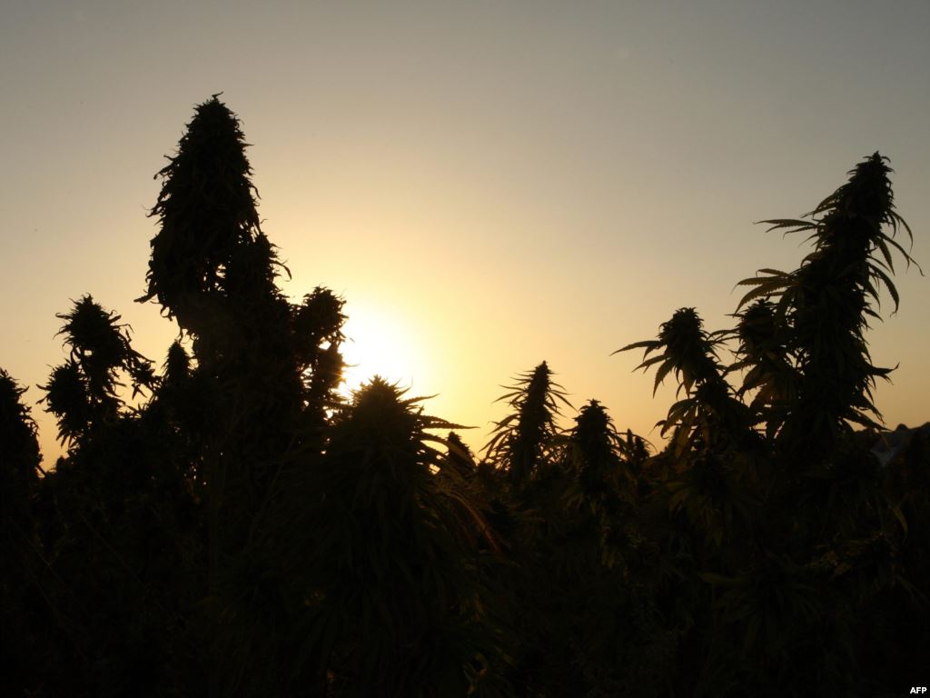 Экономика каннабиса: сколько денег принесет легализация марихуаны в США