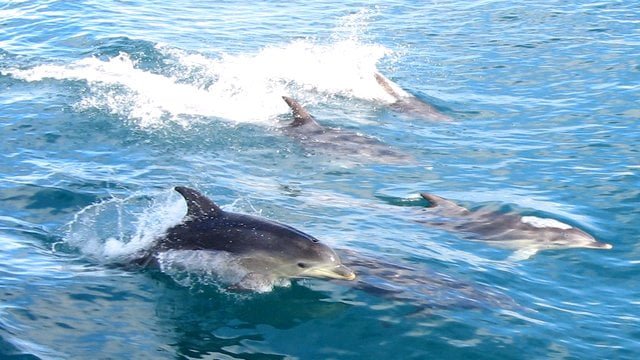 НАТО задействует в учениях на Черном море боевых дельфинов
