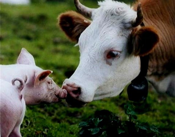 Рада обязала украинцев регистрировать всех коров и свиней