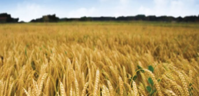 Украина соберет более 64 млн тонн зерна