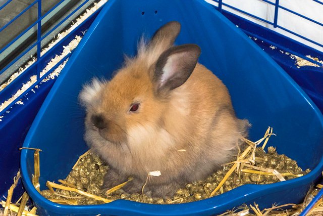 Передача о защите животных в Дании закончилась убийством кролика