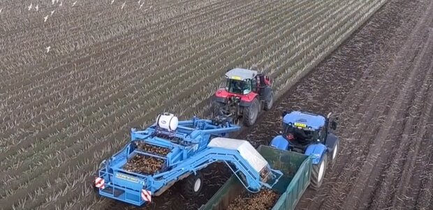 Сбор урожая картошки, скриншот: Youtube