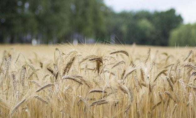 В июне Украина увеличила экспорт агропродукции на 30% — Минфин, Экономические новости